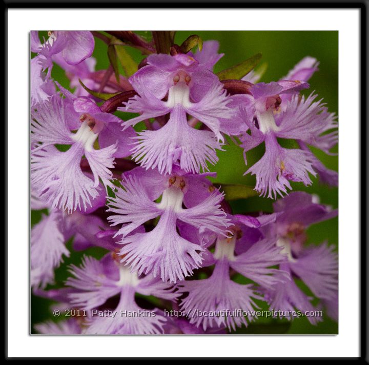 Small Purple Fringed Orchid