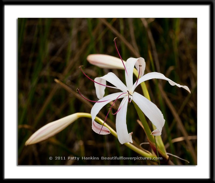 String Lily