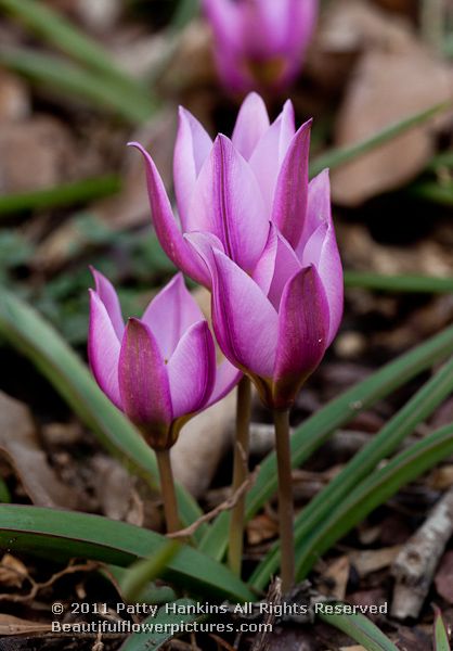 Tulipa Humilis Odalisque