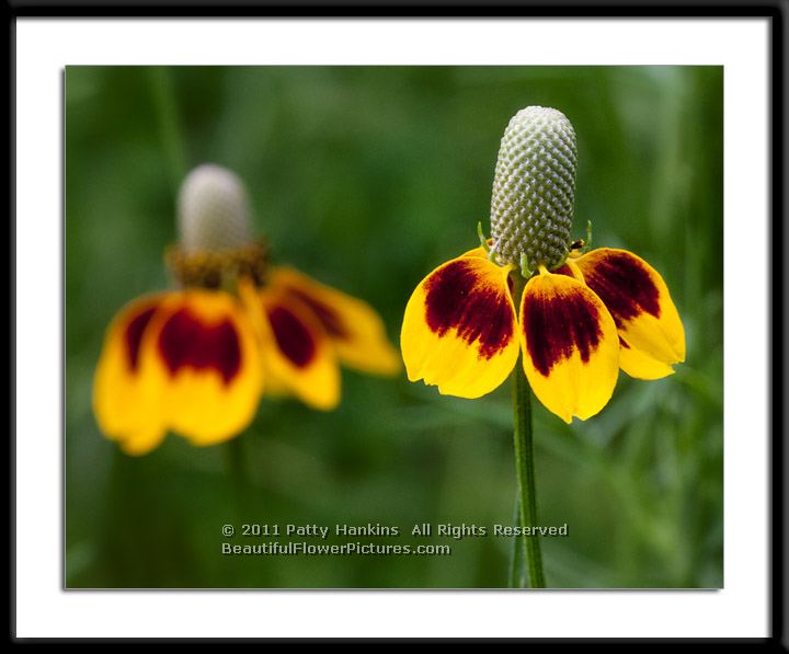 Mexican Hats - prairie coneflower  Ratibida columnifera