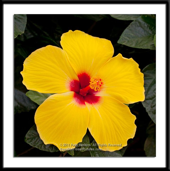 Sunny Wind Hibiscus