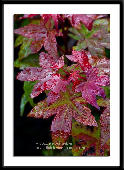 Japanese Maple Leaves