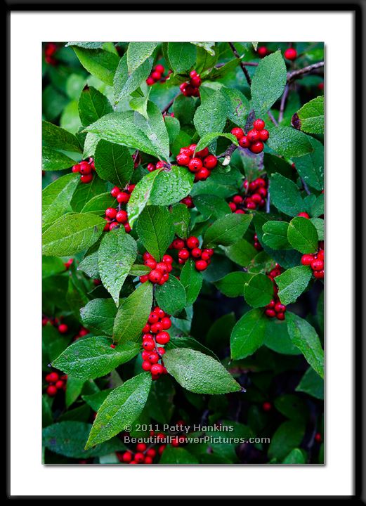 Ilex (serrata x verticillata)  sparkleberry