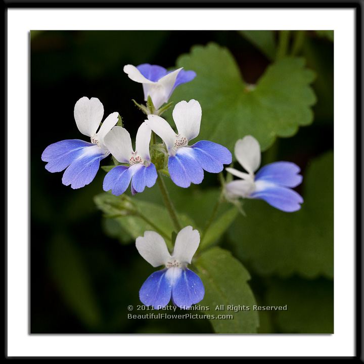 Blue-eyed Mary