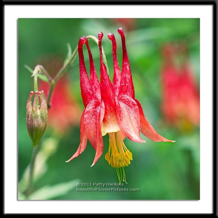 Columbine - aquilegia canadensis