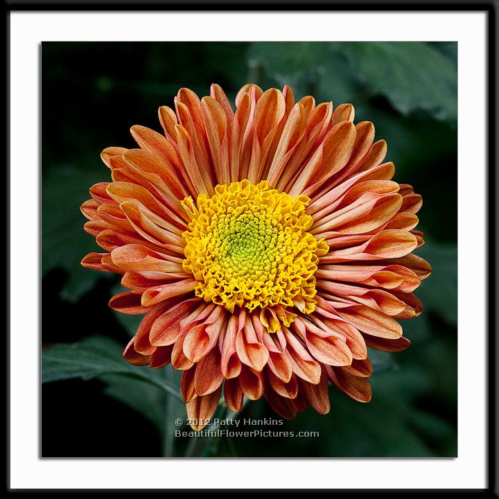 Mancetta Sunset Chrysanthemum