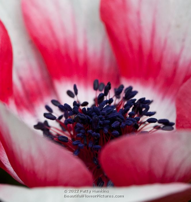 Poppy-flowered anemone - anemone coronaria