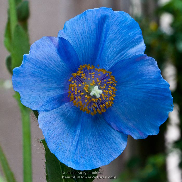 Blue Poppy - meconopsis Lingholm