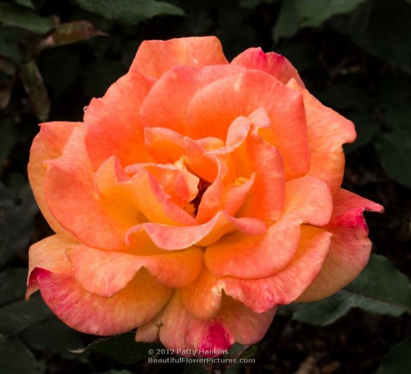 Rio Samba Rose