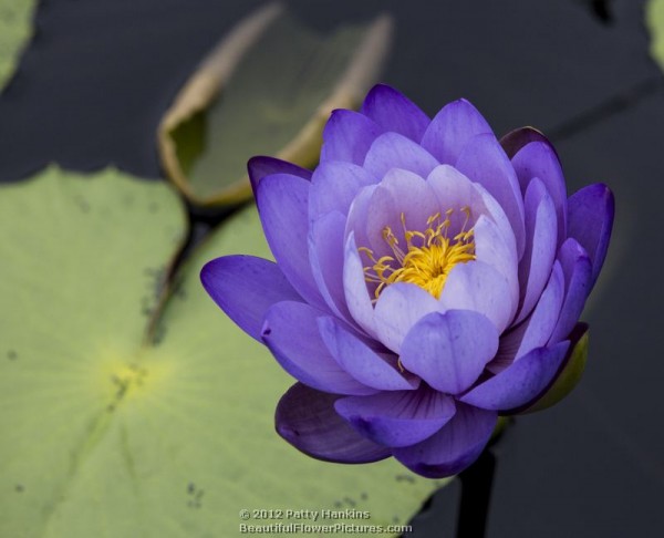 Blue Cloud Water lily