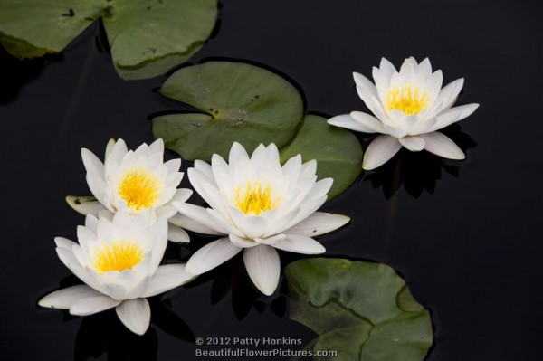 Virginalis Water Lily