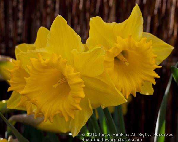 Cyclope - a trumpet daffodil