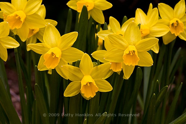 Jumblie Daffodils - a trumpet daffodil