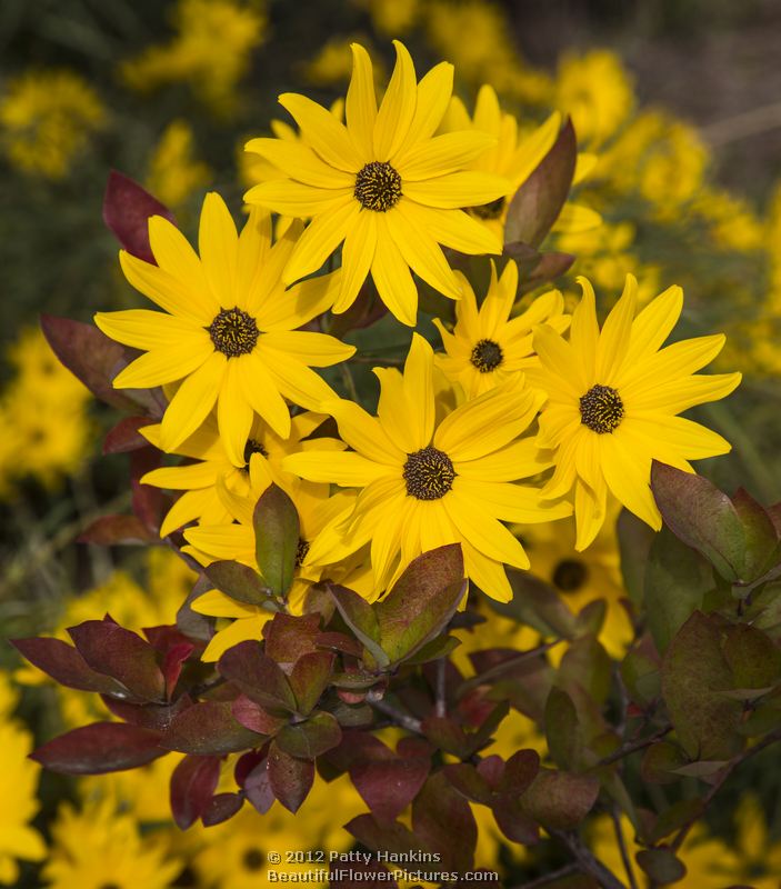 2012_11_sunflower_swamp_5012