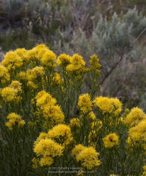 Rubber Rabbitbrush - ericameria nauseosa