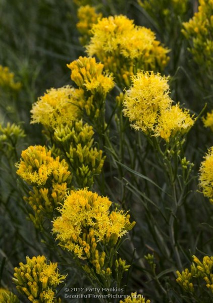 Rubber Rabbitbrush - ericameria nauseosa