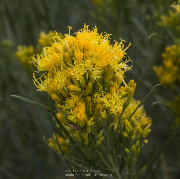 Rubber Rabbitbrush - ericameria nauseosa