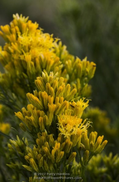 Rubber Rabbitbrush - ericameria nauseosa