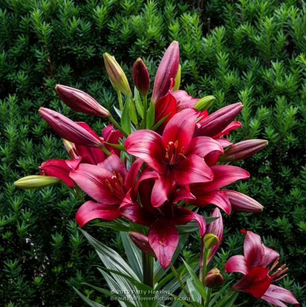 Red Hot Lilies