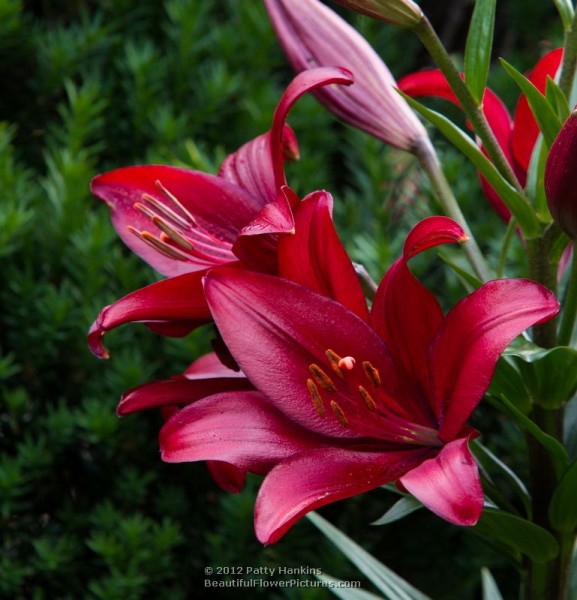 Red Hot Lilies