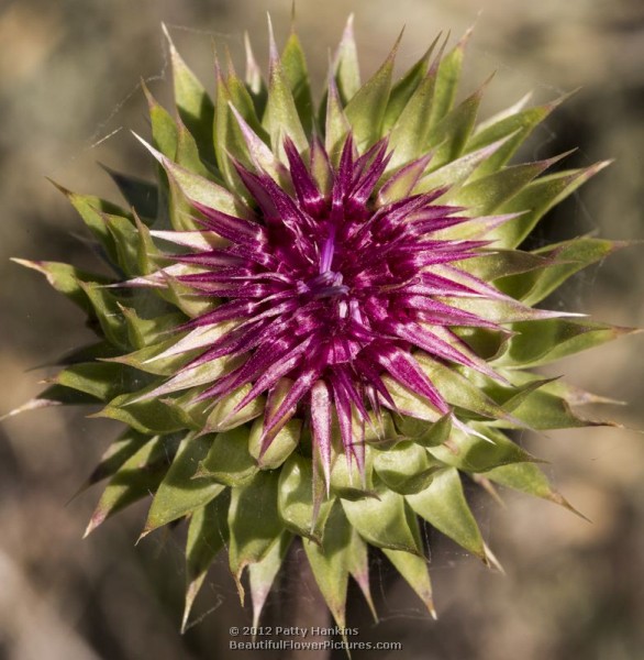 Musk Thistle - carduus nutans