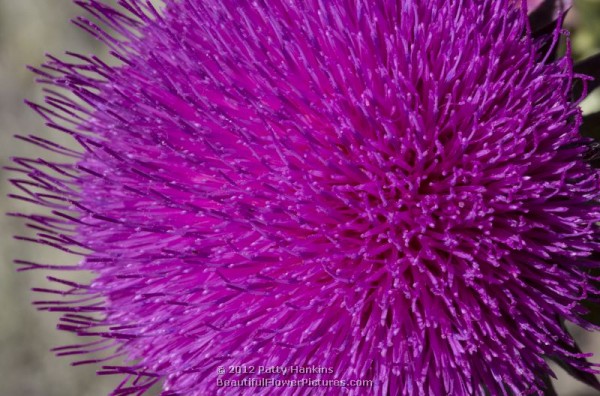 Musk Thistle - carduus nutans