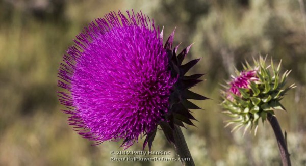 Musk Thistle - carduus nutans