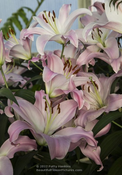 Tabledance Lilies