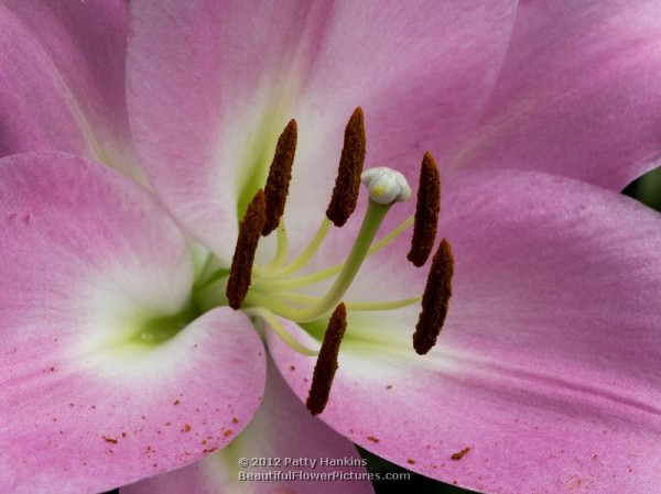 Tabledance Lilies