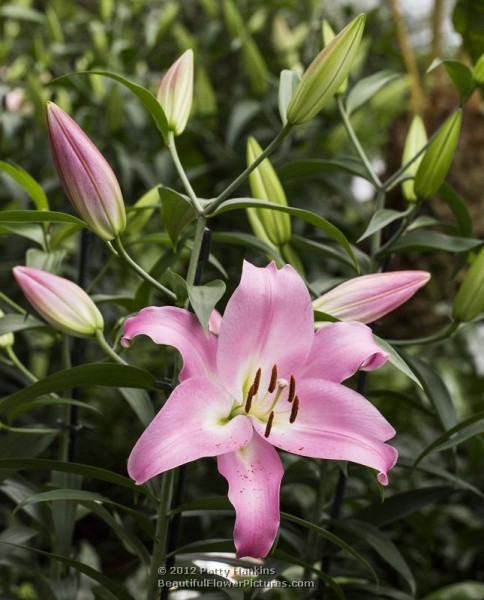 Tabledance Lilies