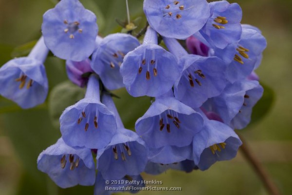 Virginia Bluebells - mertensia virginica