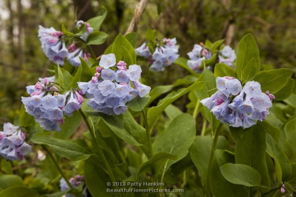 Virginia Bluebells - mertensia virginica