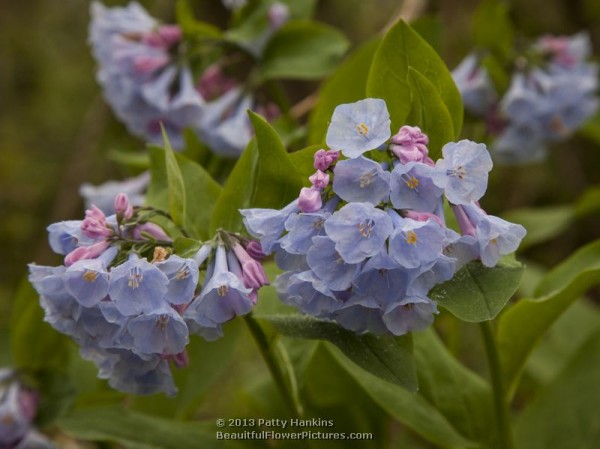 Virginia Bluebells - mertensia virginica