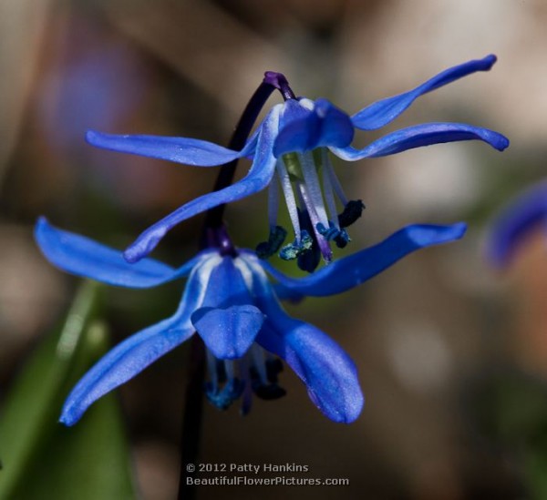 Siberian Squill - scilla siberica