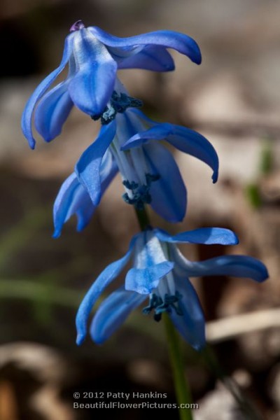 Siberian Squill - scilla siberica