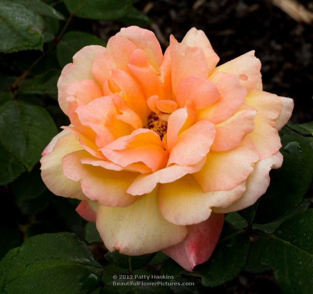 Glowing Peace Rose