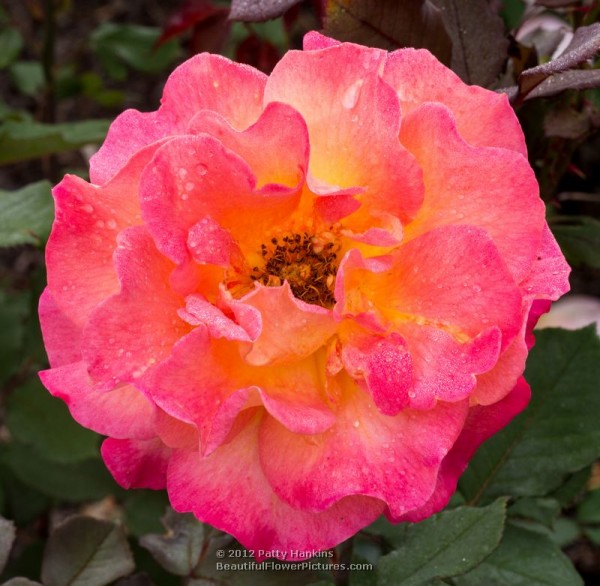 Mardi Gras Rose