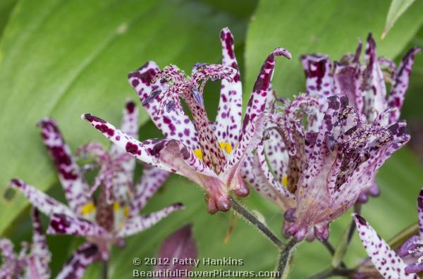 purple toad lily - tricyrtis X sinimone