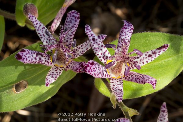 purple toad lily - tricyrtis X sinimone