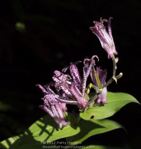 purple toad lily - tricyrtis X sinimone