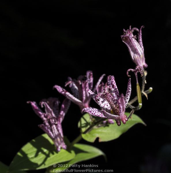 purple toad lily - tricyrtis X sinimone