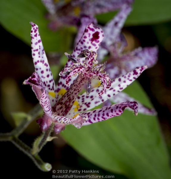 purple toad lily - tricyrtis X sinimone