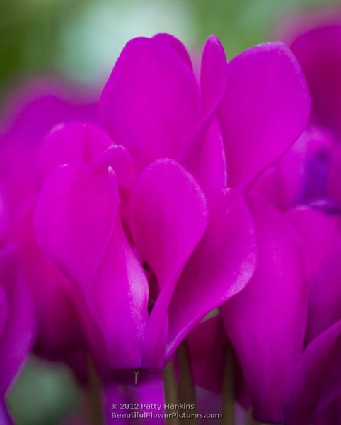 Florist's cyclamen - cyclamen persicum