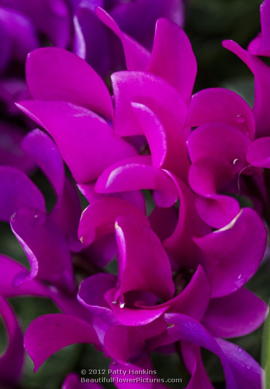 Florist's cyclamen - cyclamen persicum