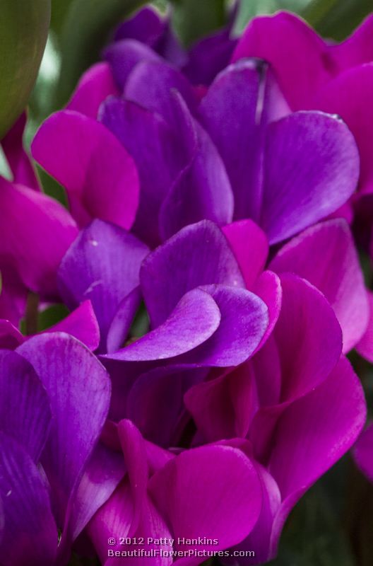 Florist's cyclamen - cyclamen persicum