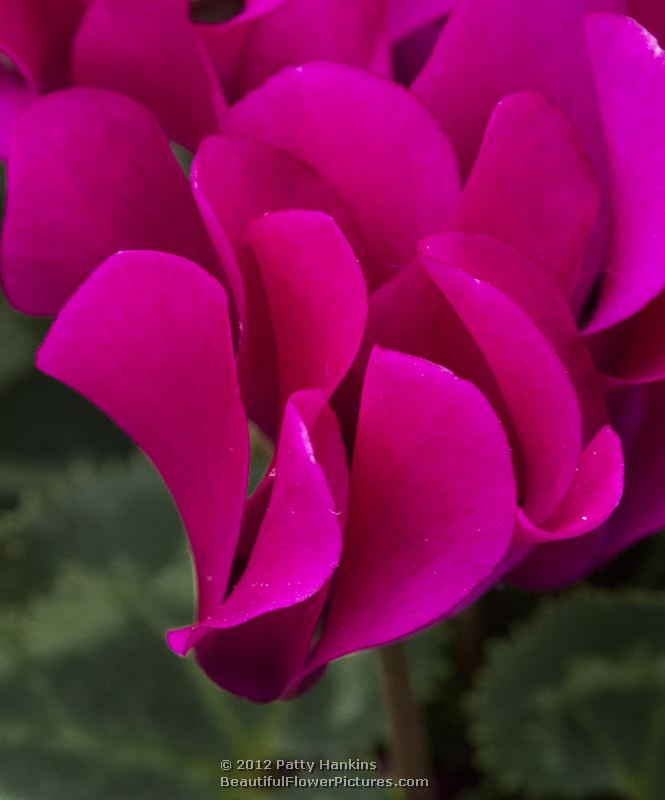 Florist's cyclamen - cyclamen persicum