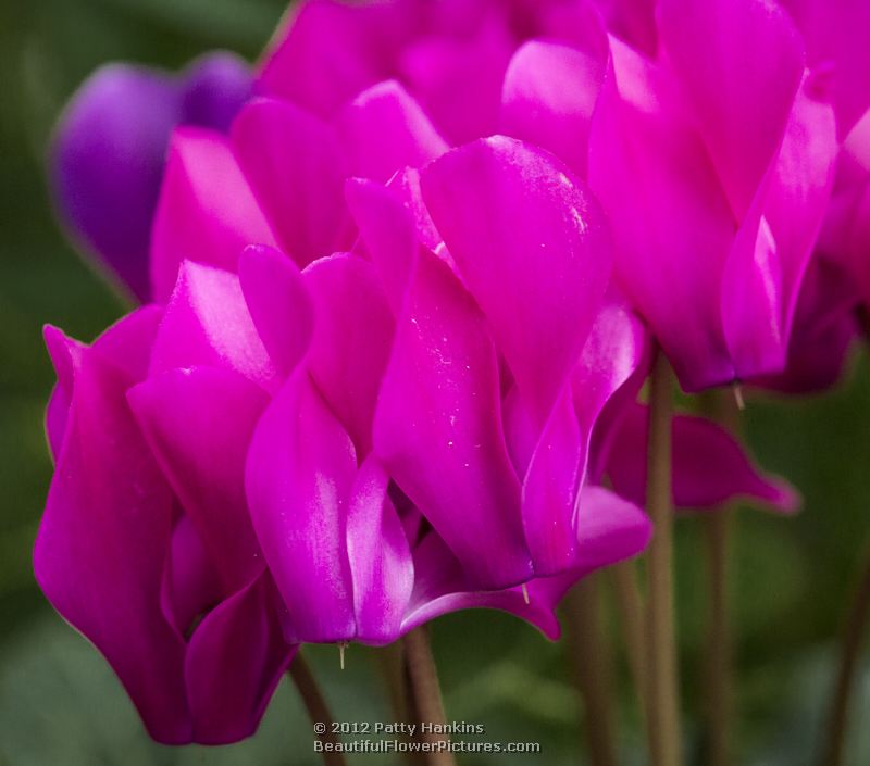 Florist's cyclamen - cyclamen persicum