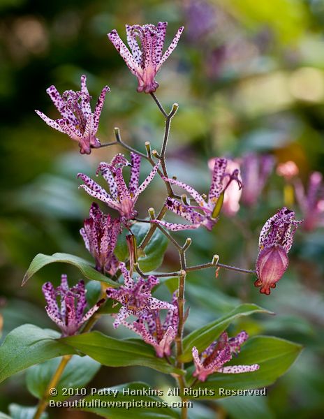 purple toad lily - tricyrtis X sinimone