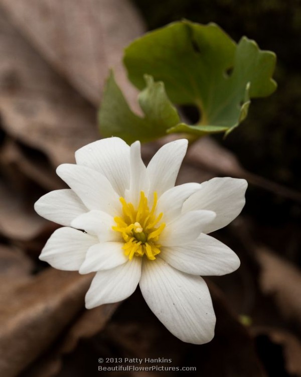 Bloodroot - sanguinaria canadensis