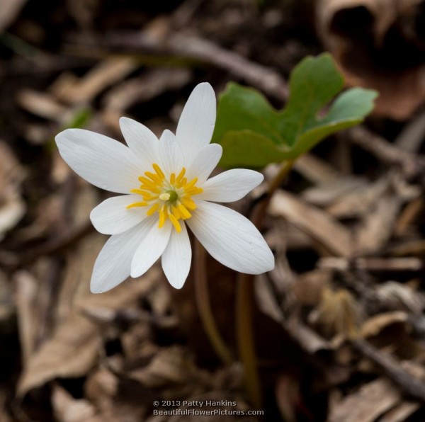 Bloodroot - sanguinaria canadensis